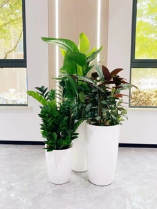 宁波杭州湾植物租赁服务好