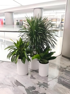 探索宁波鄞州绿植租赁设计，定制专属绿色空间